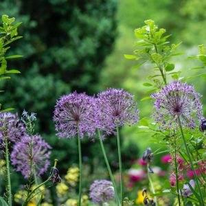 Tom's Garden Maintenance Services