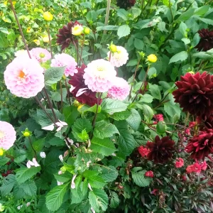 Toms Gardening Services